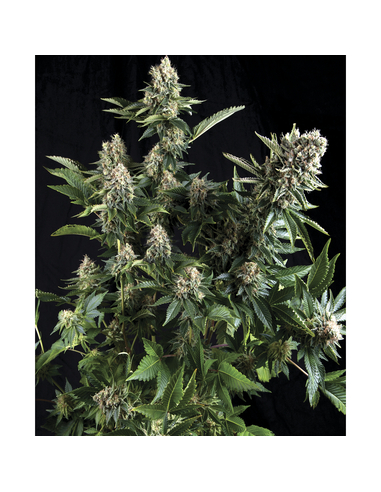 White Widow Pyramid Seeds Feminizada (50)