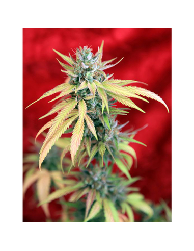 Blackdance Feminizada Reggae Seeds (3)