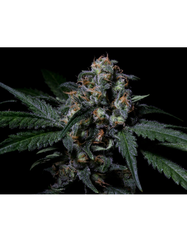 Negra 44 Feminizada R-Kiem Seeds (50)