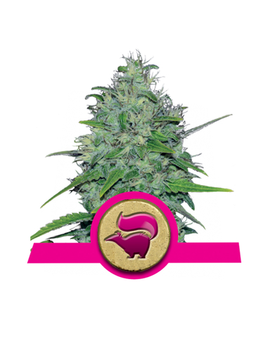 Skunk XL Feminizada Royal Queen (1)