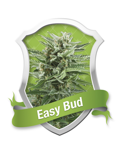 Auto Easy Bud Royal Queen (1)