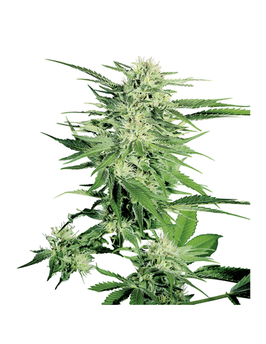 Big Bud Feminizada Sensi Seeds (10)