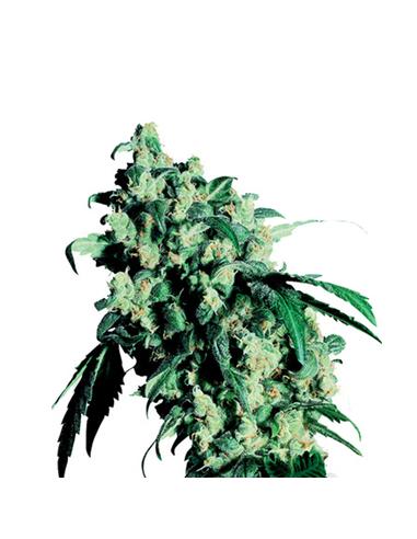 Super Skunk Sensi Seeds Feminizada (10)