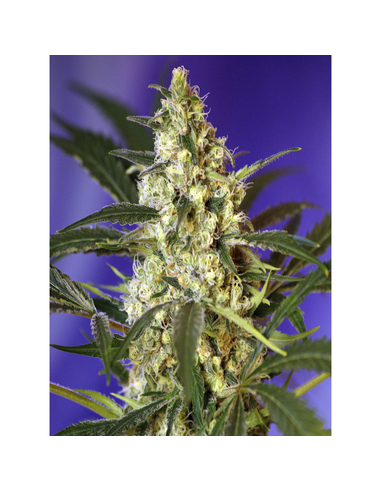 Fast Bud Auto Sweet Seeds (3)