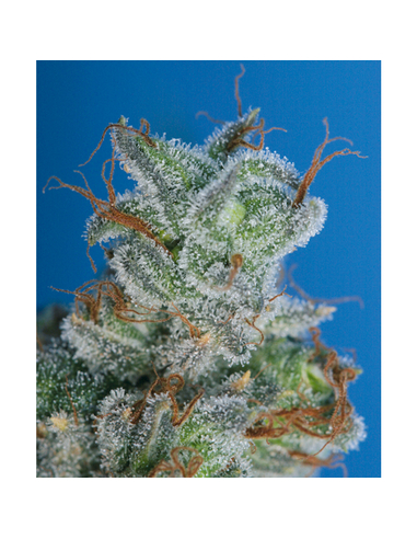 Burmese Kush Feminizada T.H. Seeds (5)