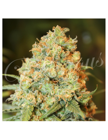 Critical Super Silver Haze Feminizada Delicious Seeds (1)