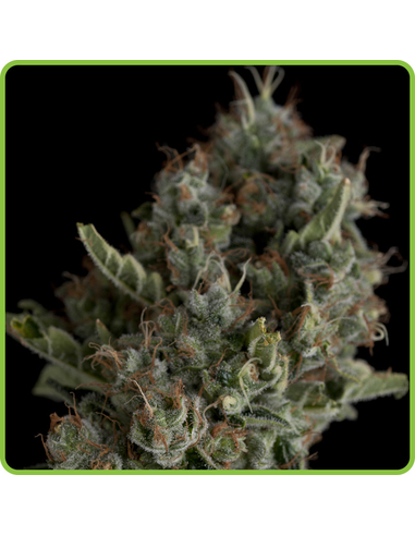 Sugar Power Plant Auto Hippocrates Seeds (5)