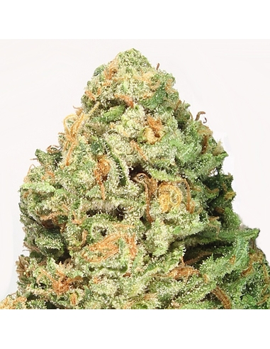 Fruit Punch Feminizada Heavy Weight Seeds (3)