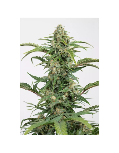 Dinamed CBD Auto Feminizada Dinafem (10)