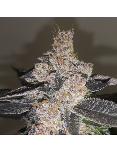 Gelato 242 Feminizada Medical Seeds (3)