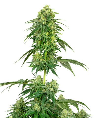 Strawberry Kush Feminizada White Label Seeds (5)