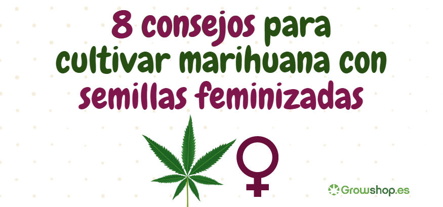 ▷ Como feminizar semillas de marihuana